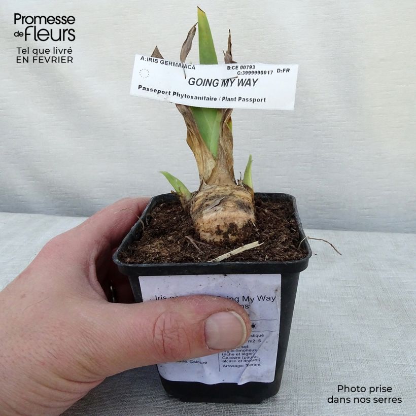 Example of Iris Going My Way - Schwertlilie Kleine Töpfe von 8/9 cm as you get in hiver