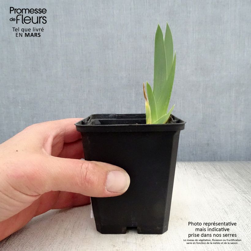 Exemplar von Iris Gold Galore - Schwertlilie Kleine Töpfe von 8/9 cm wie im Frühjahr geliefert