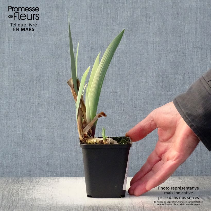 Example of Iris Golden Immortal - Schwertlilie Kleine Töpfe von 8/9 cm as you get in printemps