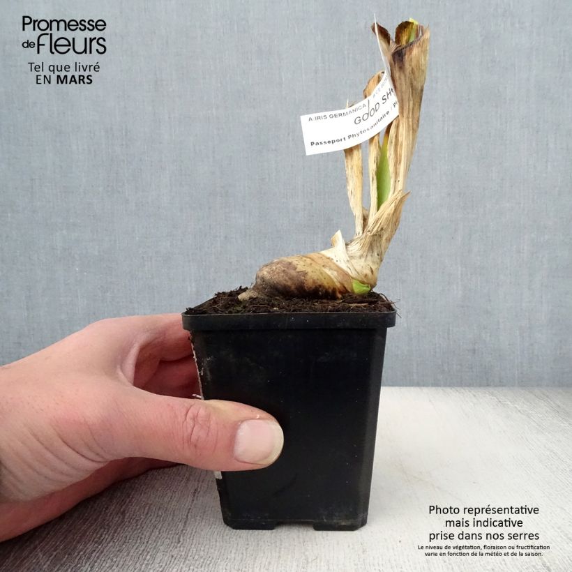 Example of Iris Good Show - Schwertlilie Kleine Töpfe von 8/9 cm as you get in printemps