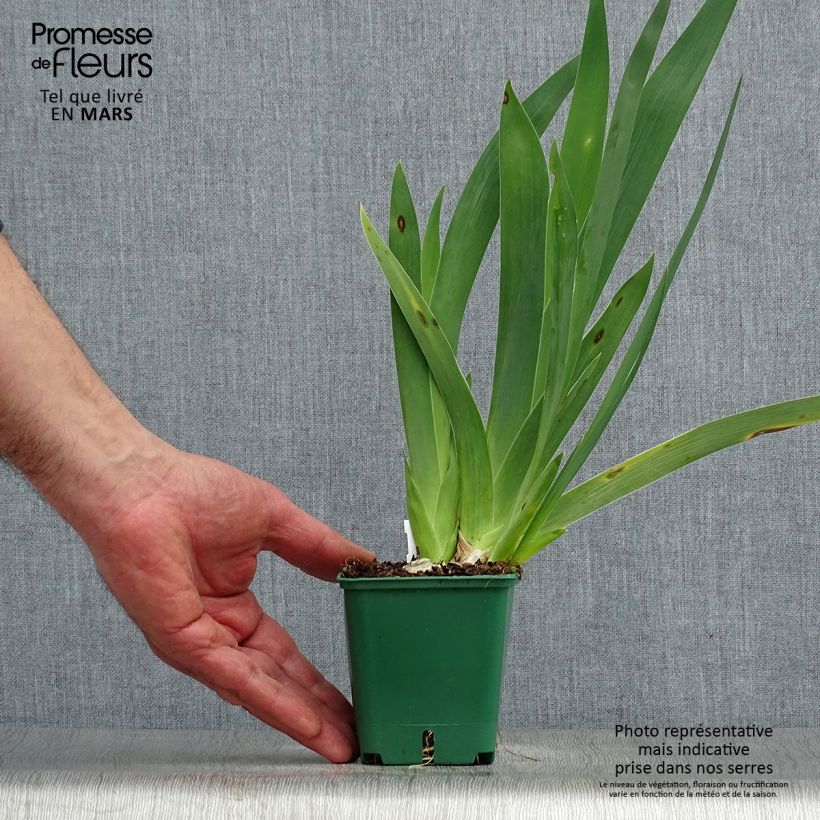 Example of Iris Harbor Blue - Schwertlilie Rhizom, Kaliber 4/6 as you get in printemps