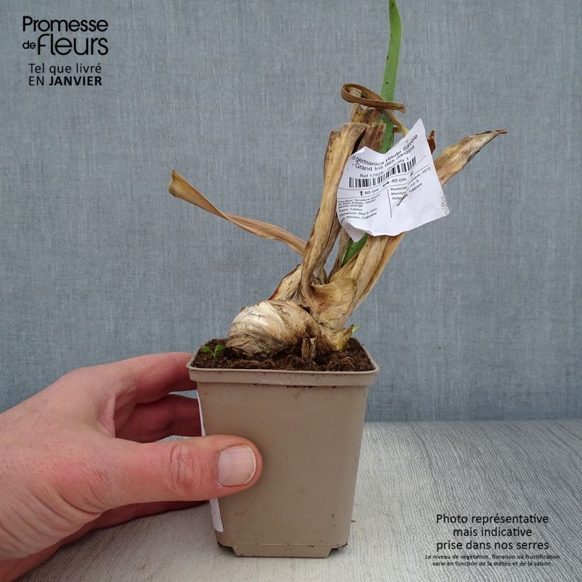Exemplar von Iris Haute Savoie - Schwertlilie Kleine Töpfe von 8/9 cm wie im Winter geliefert