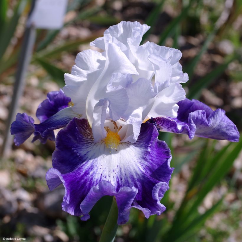 Iris Haute Savoie - Schwertlilie (Blüte)