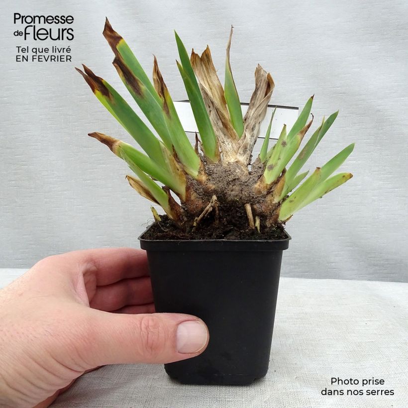 Example of Iris Huckleberry Fudge - Schwertlilie Kleine Töpfe von 8/9 cm as you get in hiver