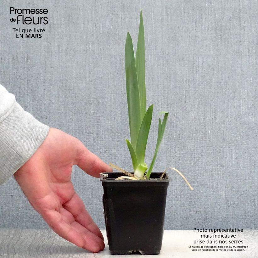 Example of Iris Hysteria - Schwertlilie Kleine Töpfe von 8/9 cm as you get in printemps