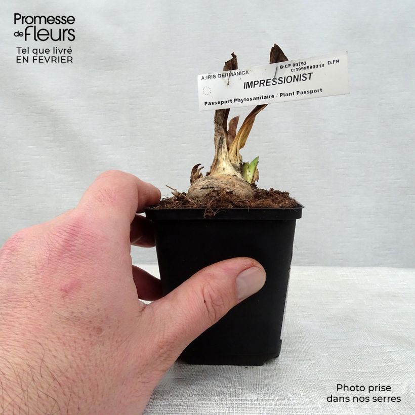 Example of Iris Impressionist - Schwertlilie Kleine Töpfe von 8/9 cm as you get in hiver