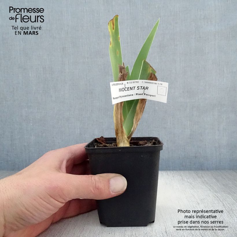 Example of Iris Innocent Star - Schwertlilie Kleine Töpfe von 8/9 cm as you get in printemps