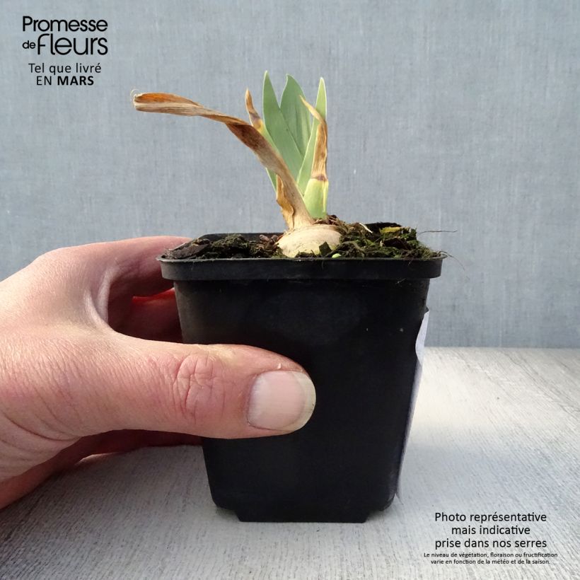 Example of Iris Irisades - Schwertlilie Kleine Töpfe von 8/9 cm as you get in printemps