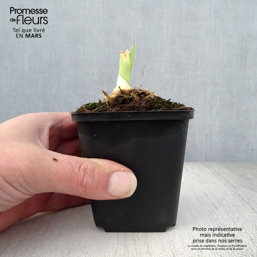 Example of Iris Jacques Cœur - Schwertlilie Kleine Töpfe von 8/9 cm as you get in printemps