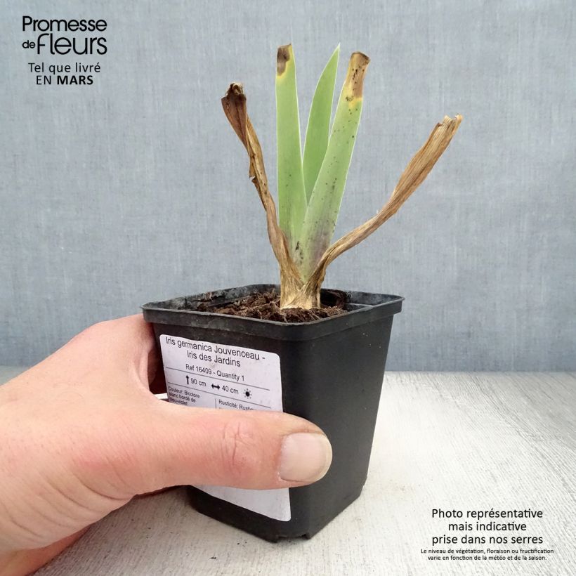 Example of Iris Jouvenceau - Schwertlilie Rhizom, Kaliber 10/15, Extraqualität as you get in printemps