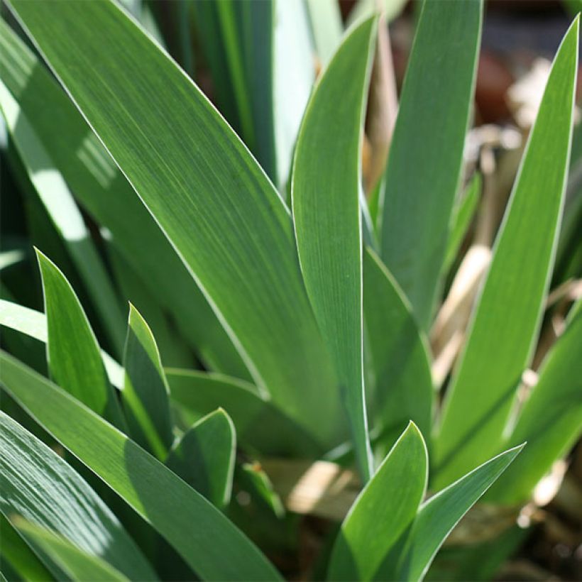 Iris Katty Petts - Schwertlilie (Foliage)