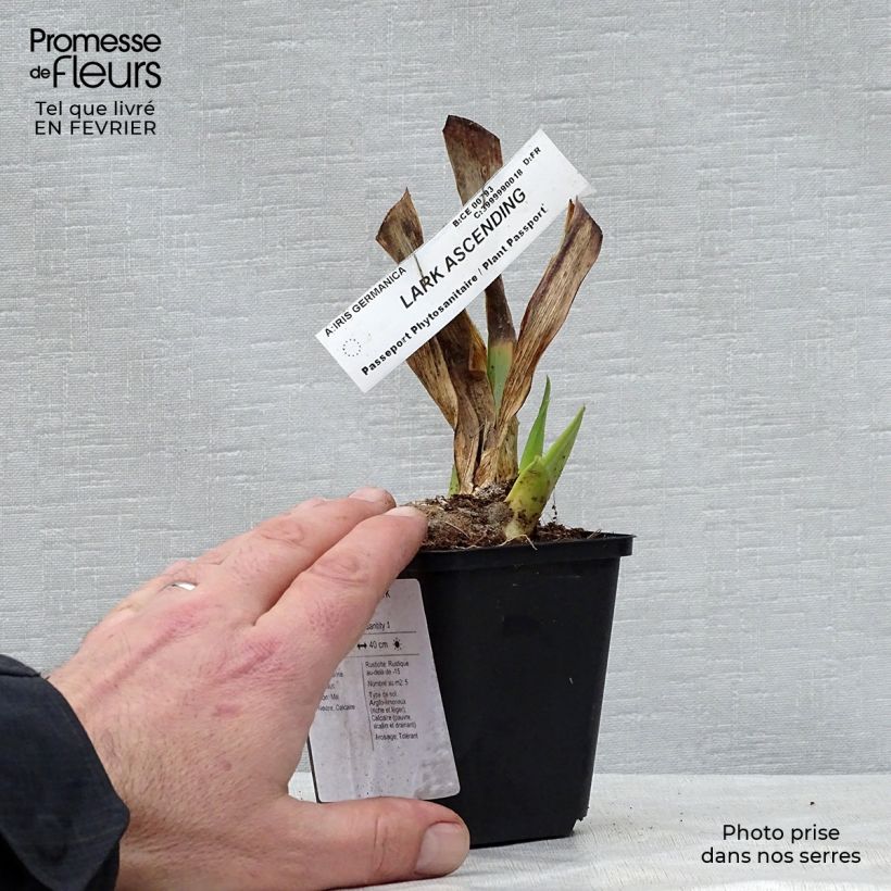 Example of Iris Lark Ascending - Schwertlilie Kleine Töpfe von 8/9 cm as you get in hiver