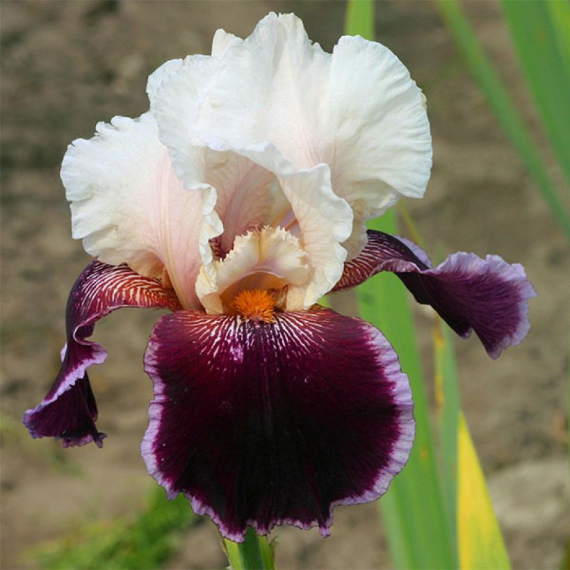 Iris Latin Lady - Schwertlilie (Blüte)