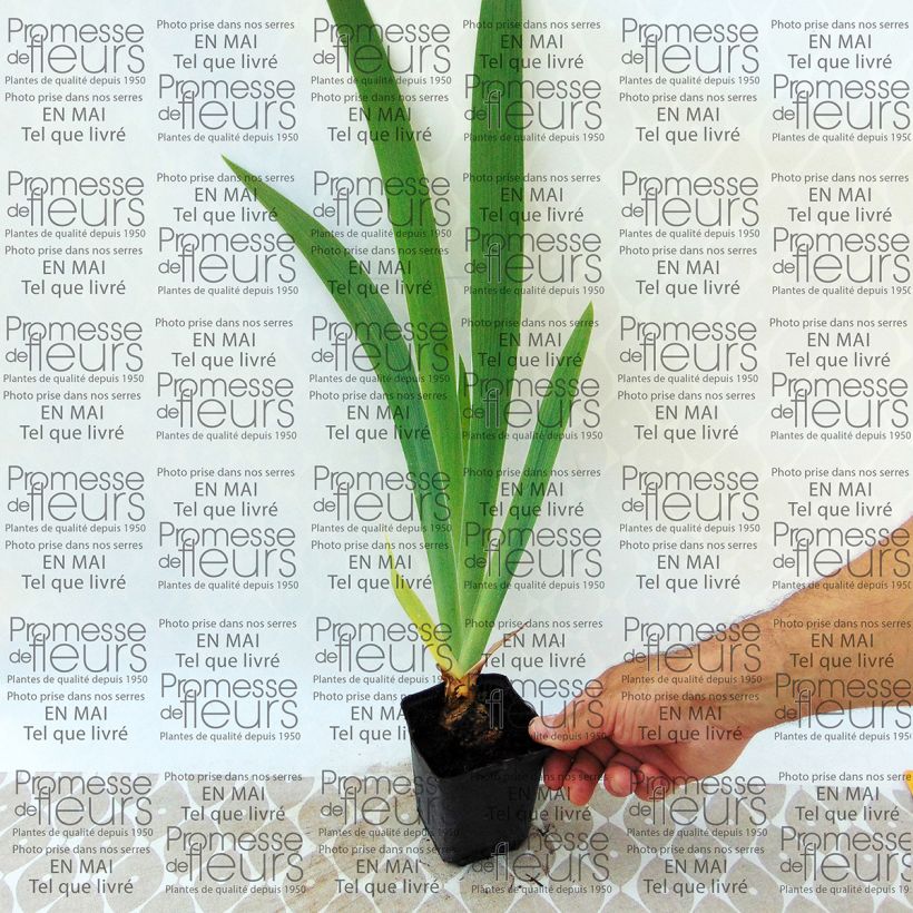 Beispiel eines Exemplars von Iris Latin Lady - Schwertlilie Kleine Töpfe von 8/9 cm wie geliefert