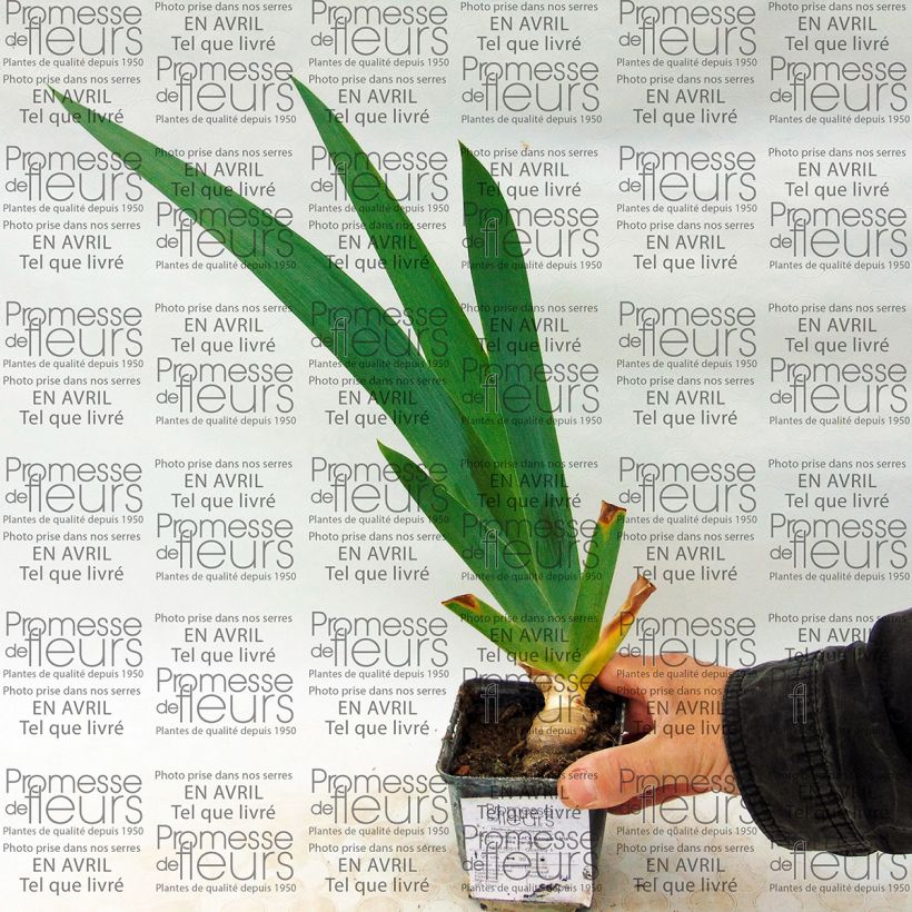 Beispiel eines Exemplars von Iris Let's Boogie - Schwertlilie Kleine Töpfe von 8/9 cm wie geliefert