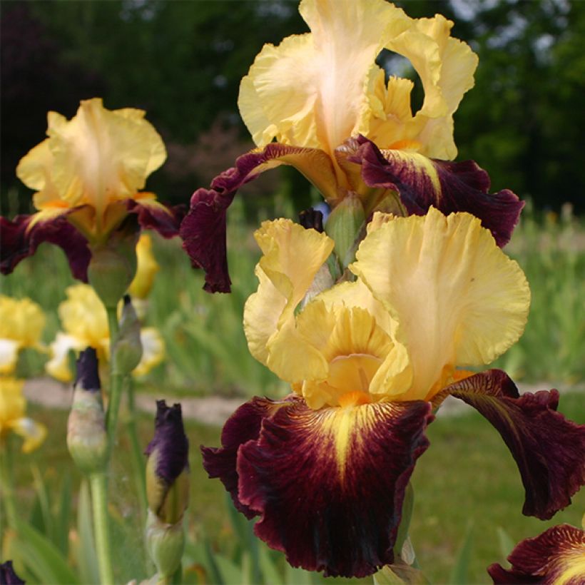 Iris Let's Boogie - Schwertlilie (Blüte)