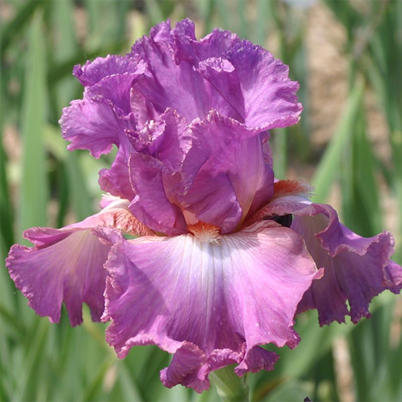 Iris Mallow dramatic - Schwertlilie (Flowering)