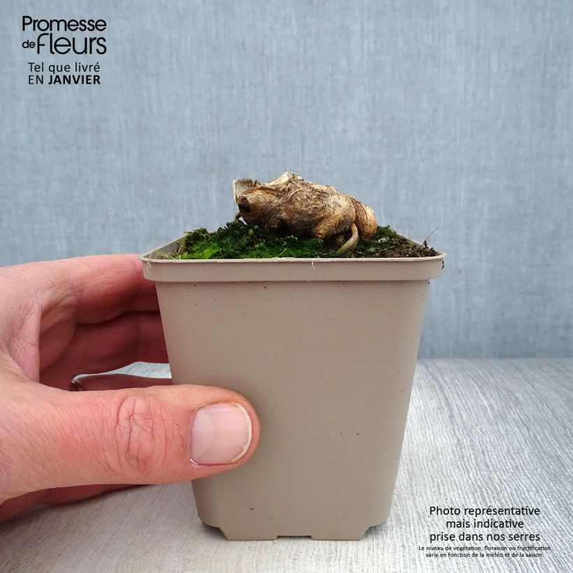 Exemplar von Iris Man from Rio - Schwertlilie Kleine Töpfe von 8/9 cm wie im Winter geliefert