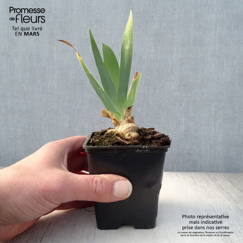 Exemplar von Iris Marron Chaud - Schwertlilie Kleine Töpfe von 8/9 cm wie im Frühjahr geliefert