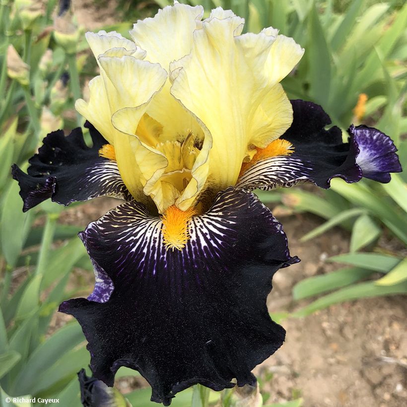 Iris Masque Noir - Schwertlilie (Flowering)