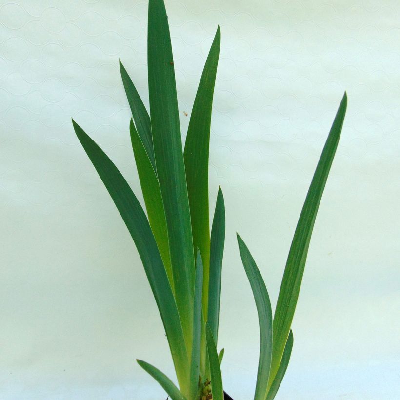 Iris Master Plan - Schwertlilie (Foliage)