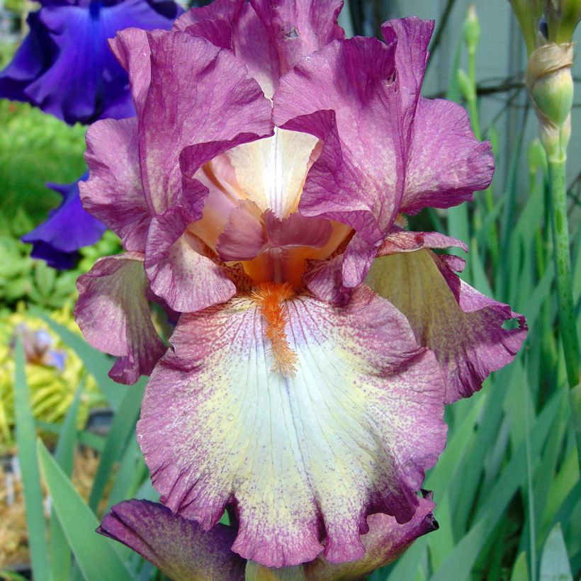 Iris Master Plan - Schwertlilie (Flowering)