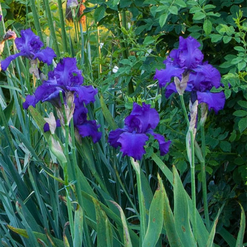 Iris Mer du Sud - Schwertlilie (Flowering)