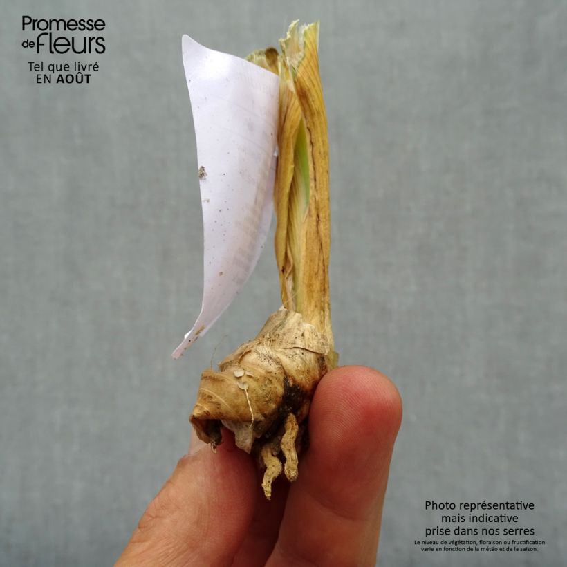 Exemplar von Iris Michigan Pride - Schwertlilie Kleine Töpfe von 8/9 cm wie im Sommer geliefert