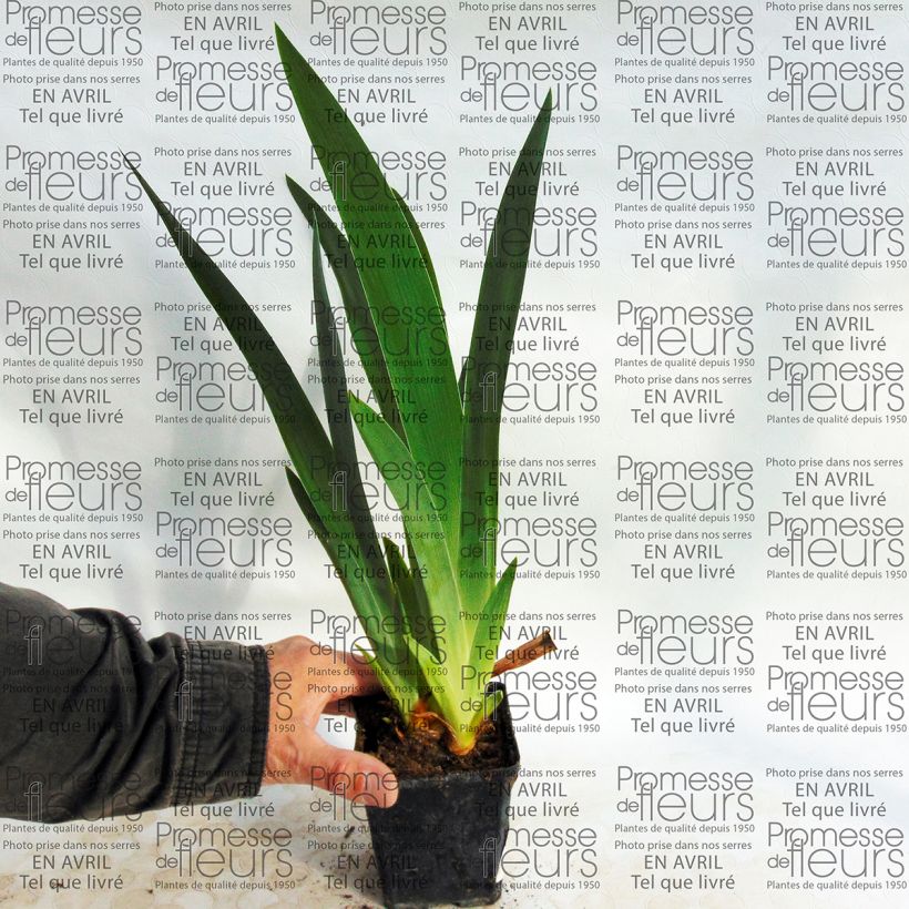 Example of Iris Millenium Falcon - Schwertlilie Kleine Töpfe von 8/9 cm as you get