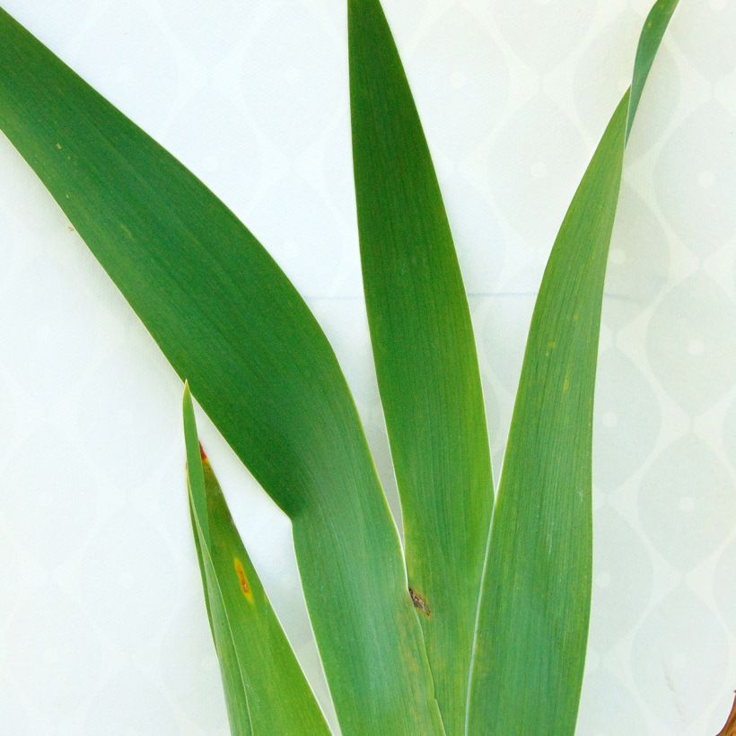 Iris Navajo Jewel - Schwertlilie (Laub)