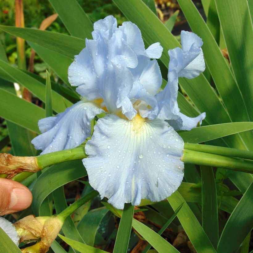 Iris Navajo Jewel - Schwertlilie (Blüte)