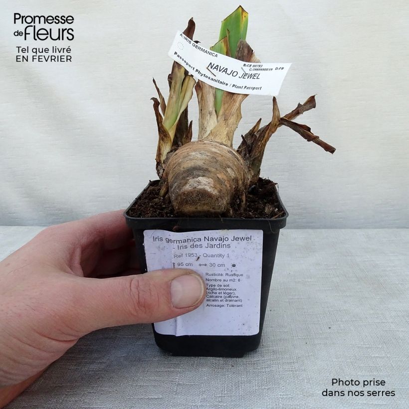 Exemplar von Iris Navajo Jewel - Schwertlilie Kleine Töpfe von 8/9 cm wie im Winter geliefert