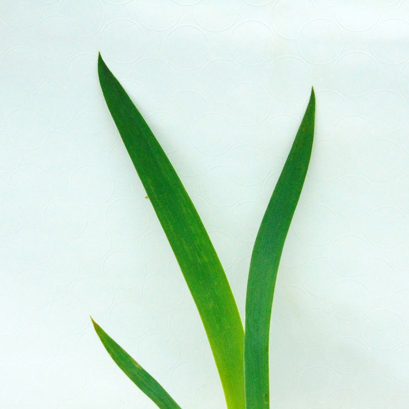 Iris New Leaf - Schwertlilie (Laub)