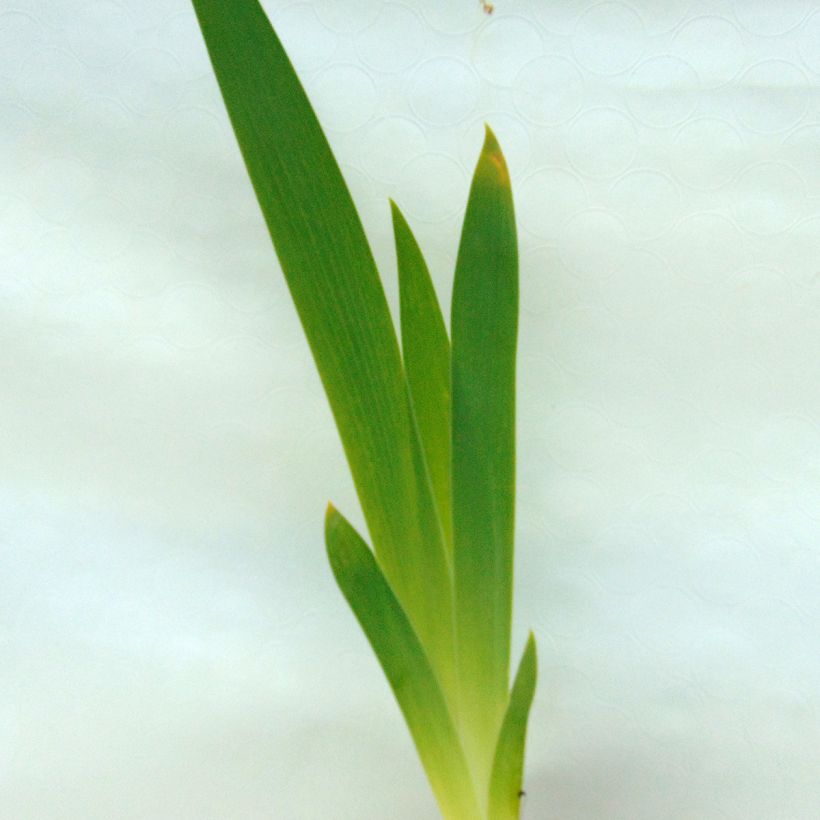 Iris Obsidian - Schwertlilie (Foliage)