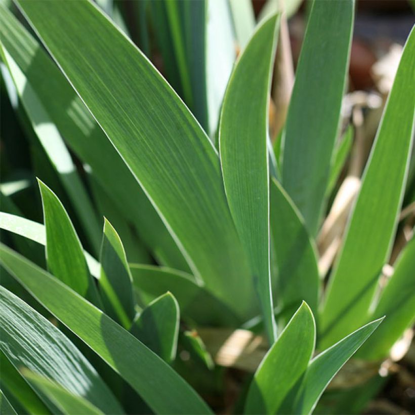 Iris Ola Kala - Schwertlilie (Foliage)