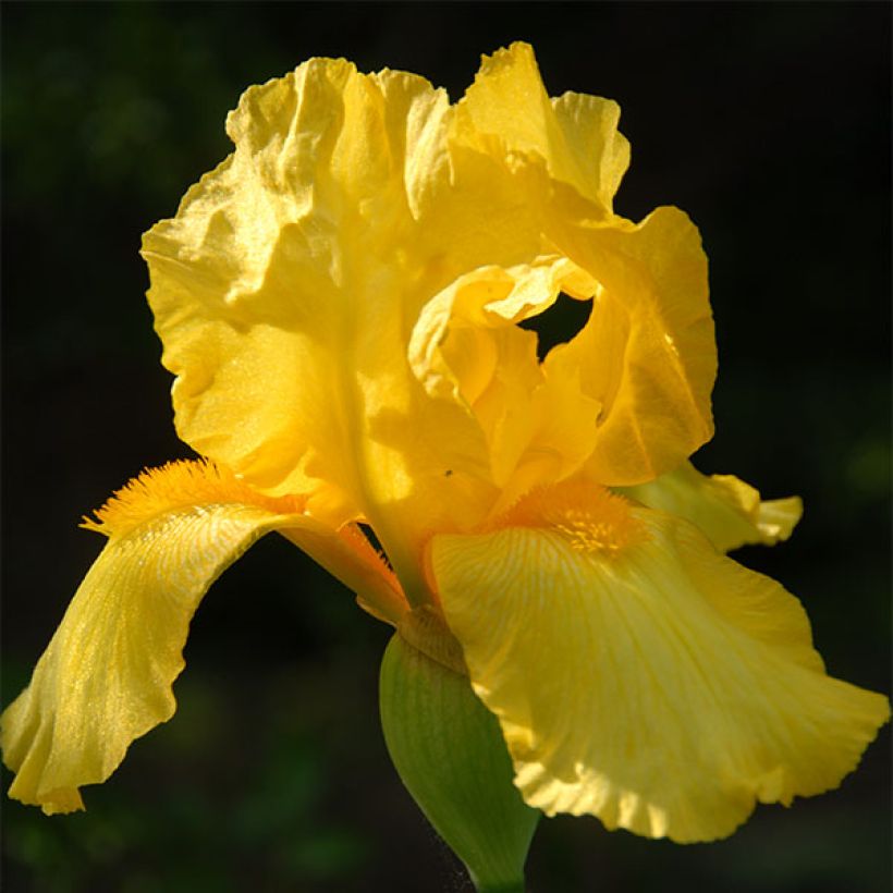 Iris Ola Kala - Schwertlilie (Flowering)