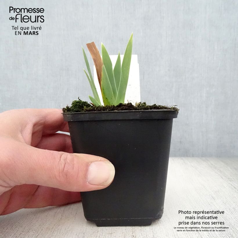 Example of Iris Ola Kala - Schwertlilie Kleine Töpfe von 8/9 cm as you get in printemps