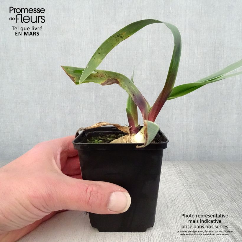 Exemplar von Iris Ominous Stranger - Schwertlilie Kleine Töpfe von 8/9 cm wie im Frühjahr geliefert