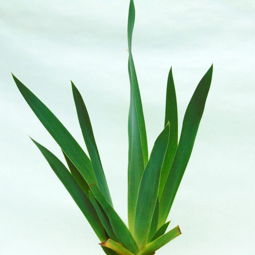 Iris Pagan Dance - Schwertlilie (Foliage)