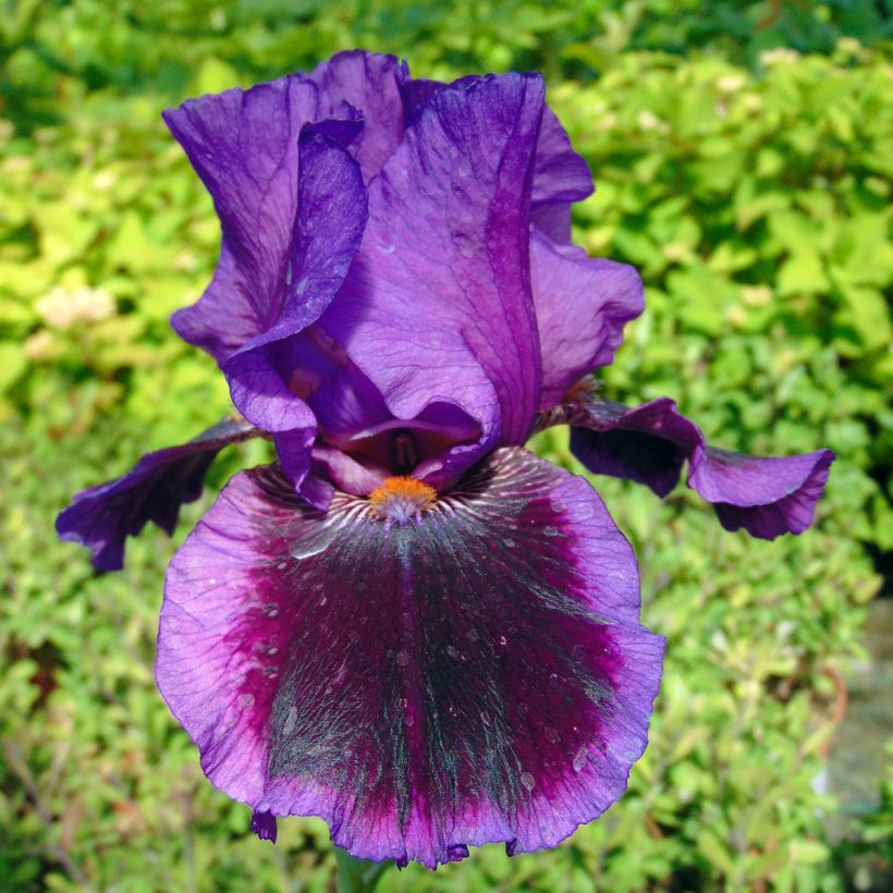 Iris Pagan Dance - Schwertlilie (Flowering)
