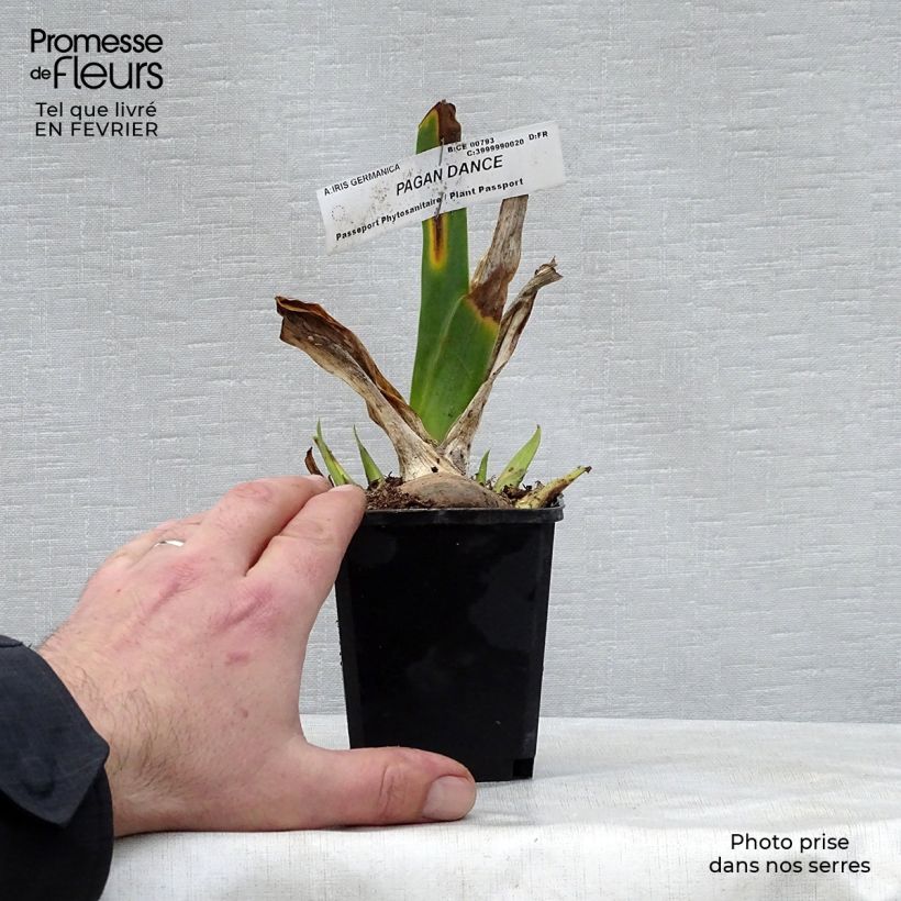 Example of Iris Pagan Dance - Schwertlilie Kleine Töpfe von 8/9 cm as you get in hiver