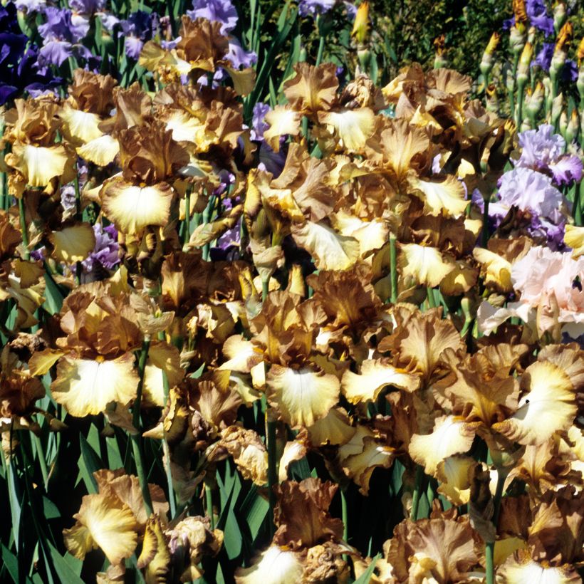 Iris Patina - Schwertlilie (Wuchs)