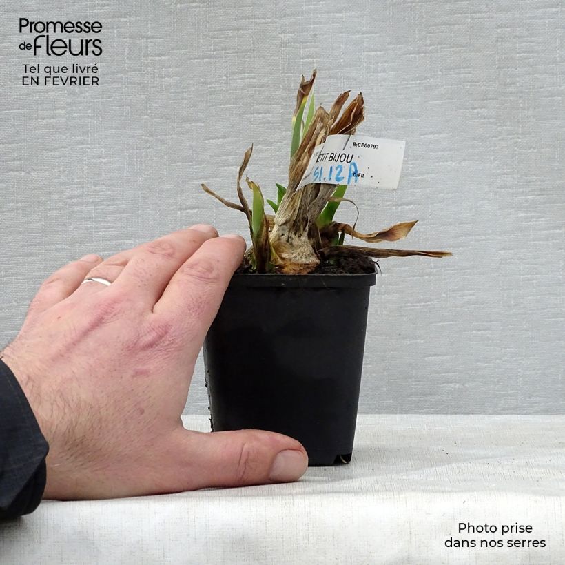 Exemplar von Iris Petit Bijou - Schwertlilie Kleine Töpfe von 8/9 cm wie im Winter geliefert