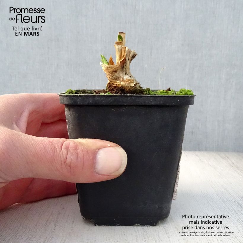 Exemplar von Iris Petit Moment - Schwertlilie Kleine Töpfe von 8/9 cm wie im Frühjahr geliefert