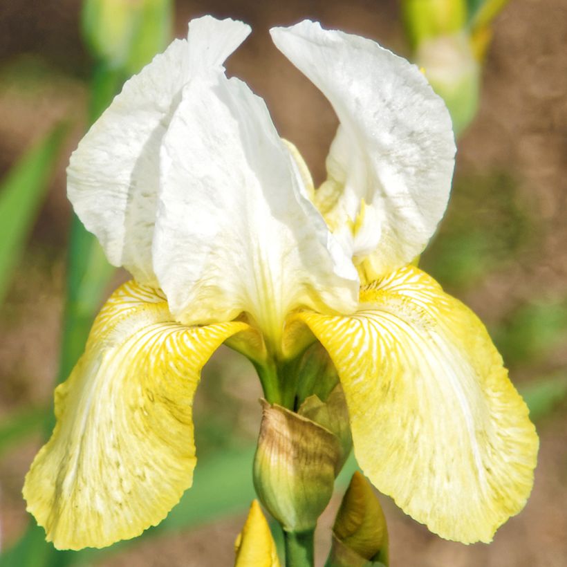 Iris Pinnacle - Schwertlilie (Flowering)