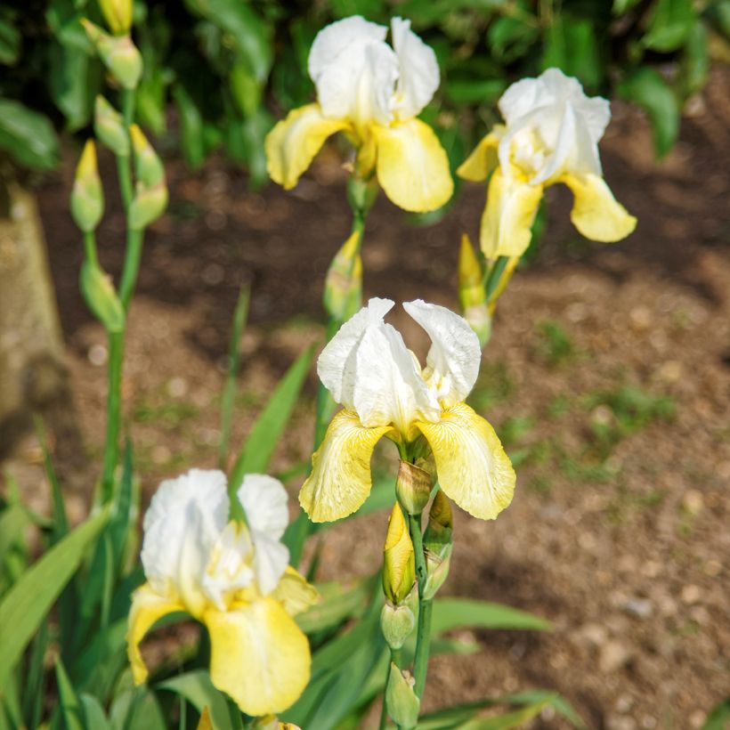 Iris Pinnacle - Schwertlilie (Plant habit)