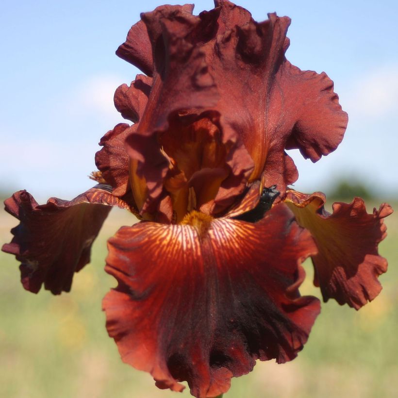 Iris Play with Fire - Schwertlilie (Blüte)