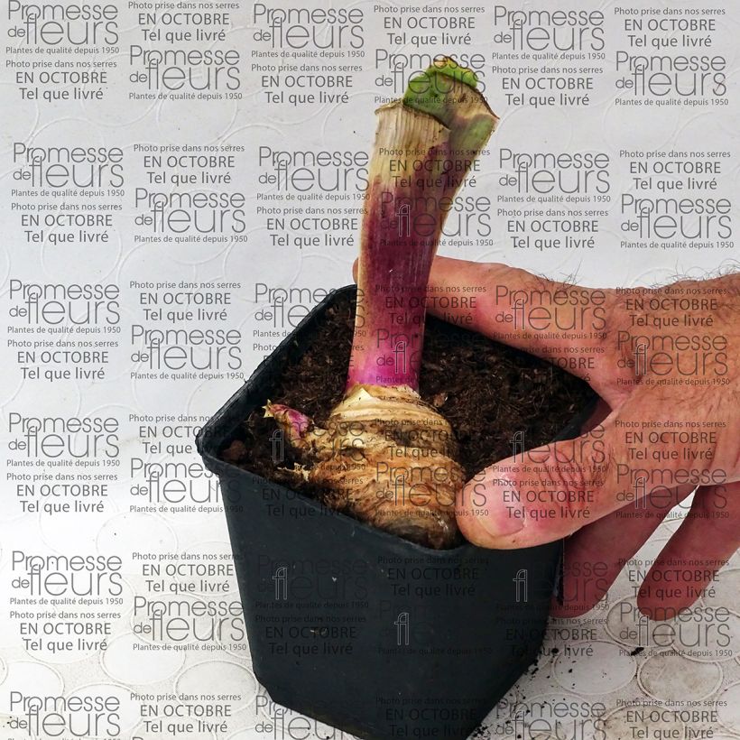 Beispiel eines Exemplars von Iris Play with Fire - Schwertlilie Kleine Töpfe von 8/9 cm wie geliefert