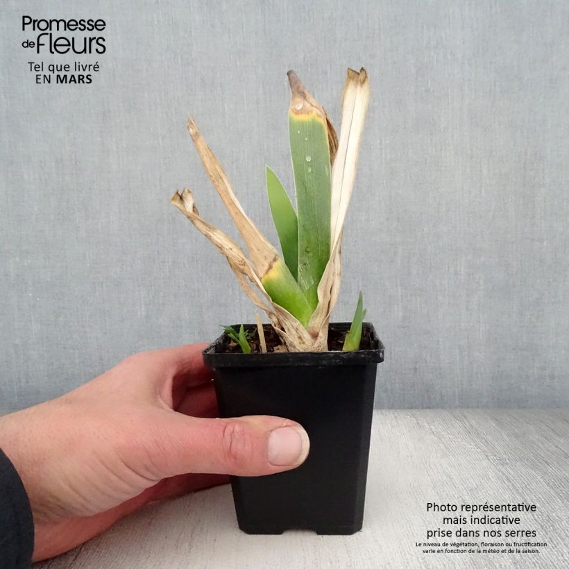 Example of Iris Poésie - Schwertlilie Kleine Töpfe von 8/9 cm as you get in printemps