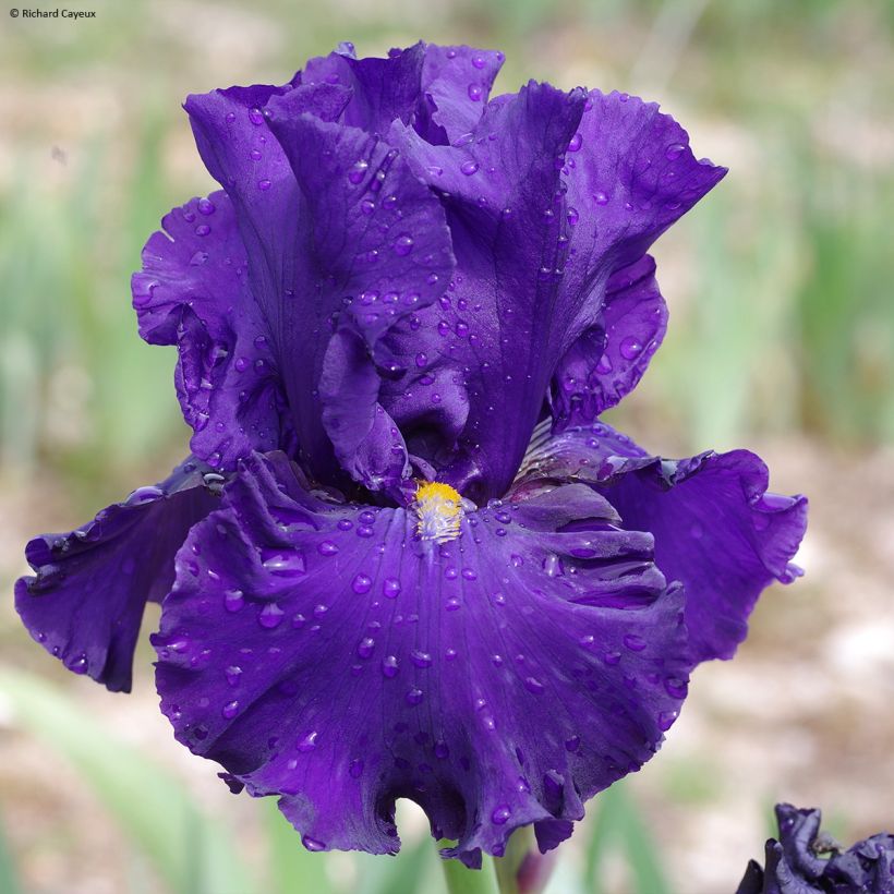 Iris Profond Soupir - Schwertlilie (Flowering)